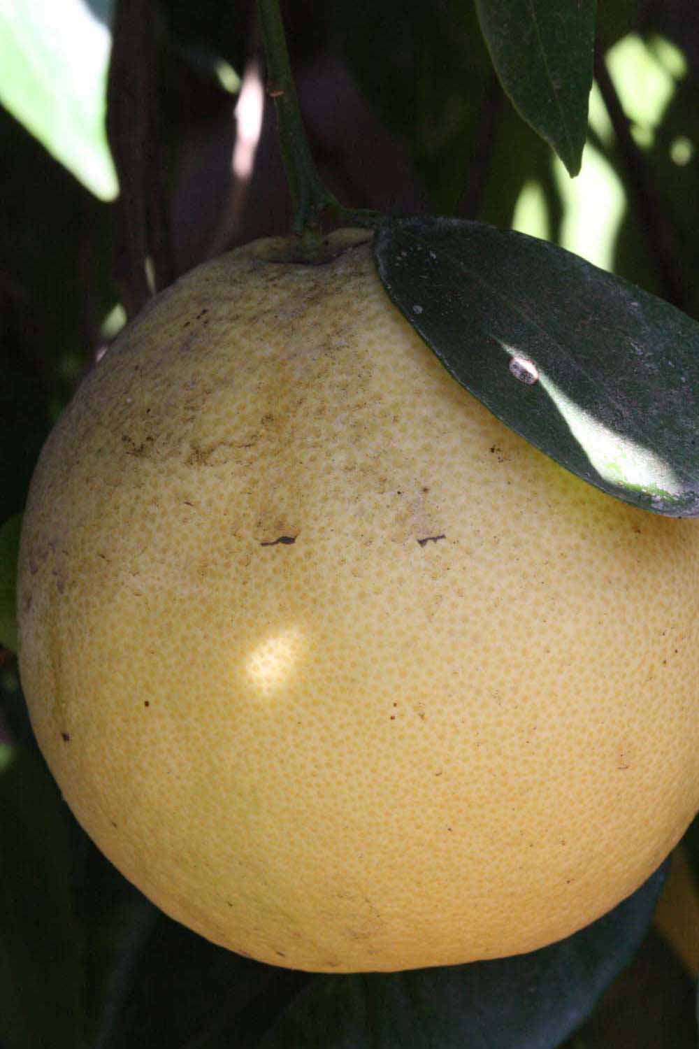            Fruit (Riverside, CA)   